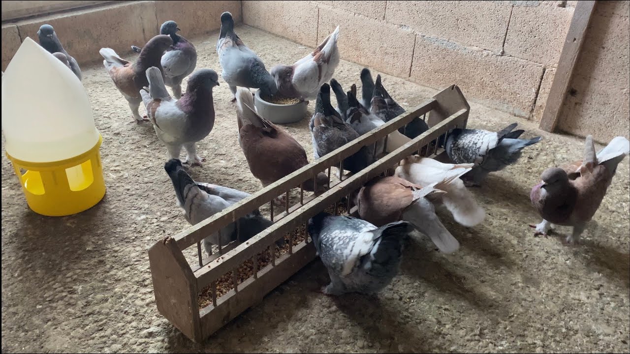 Pigeons Eating Seeds | Fancy Pigeon Breeds ⁴ᴷ