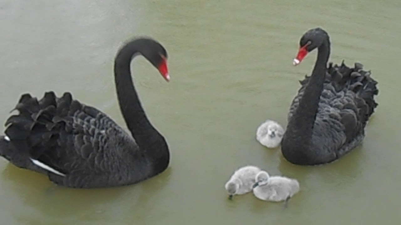 NAISSANCE DES CYGNES NOIR !!! cygne australien