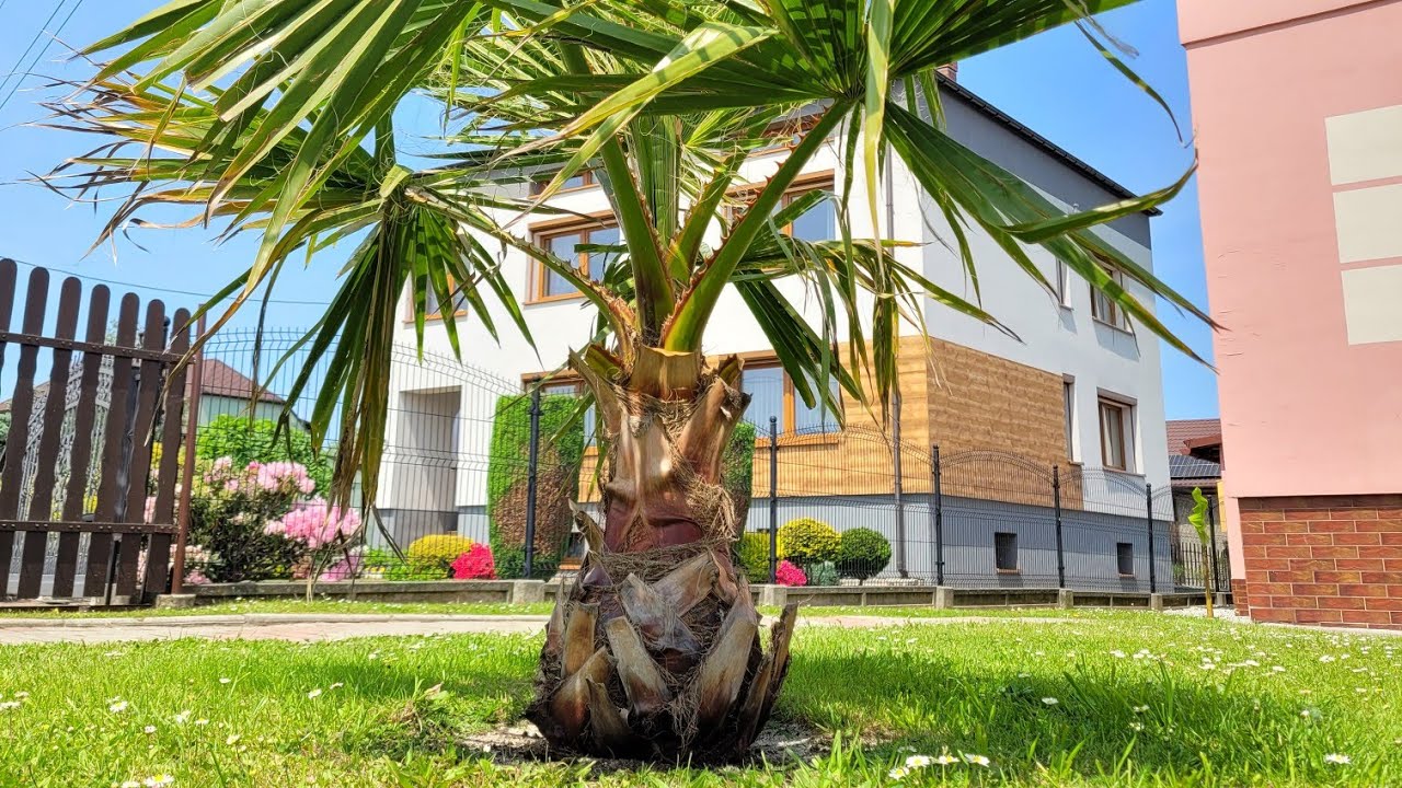 Mój ogród cz.2 początek czerwca 2023.Waszyngtonia Robusta, Butia Capitata, Brahea Armata i Red Tiger