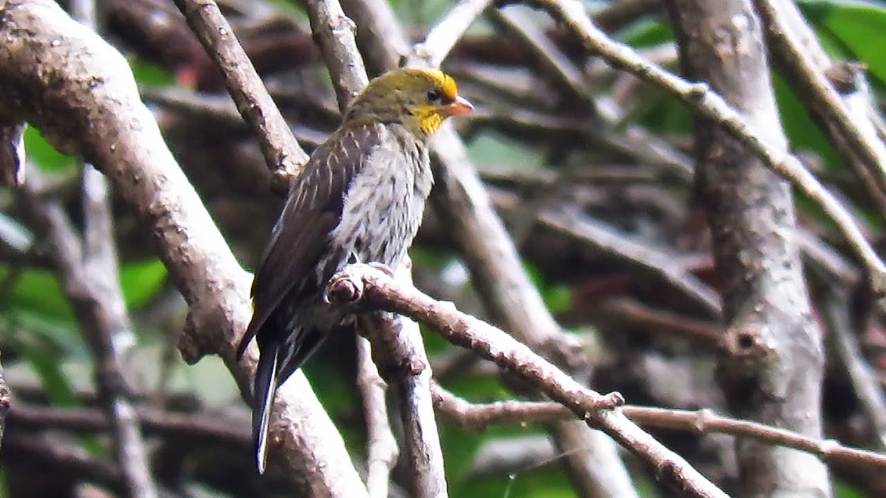 Yellow-rumped Honeyguide- Indicator xanthonotus xanthonotus