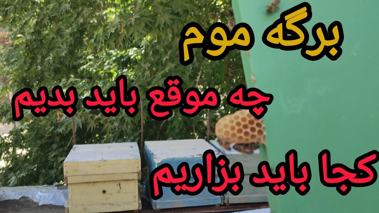 آموزش زنبورداری:دادن برگه موم به زنبور عسل کی باید بدیم و باید کجا بزاریم
