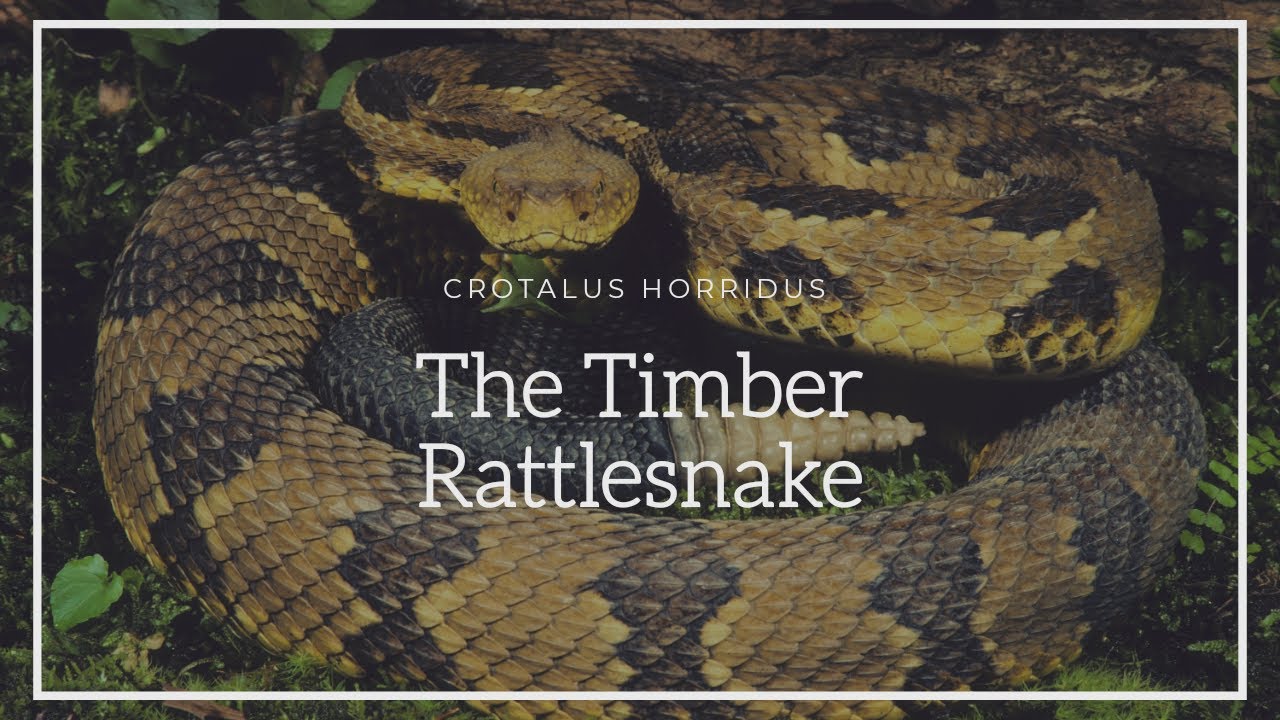 Crotalus Horridus: Лесная гремучая змея (Эпизод 2)