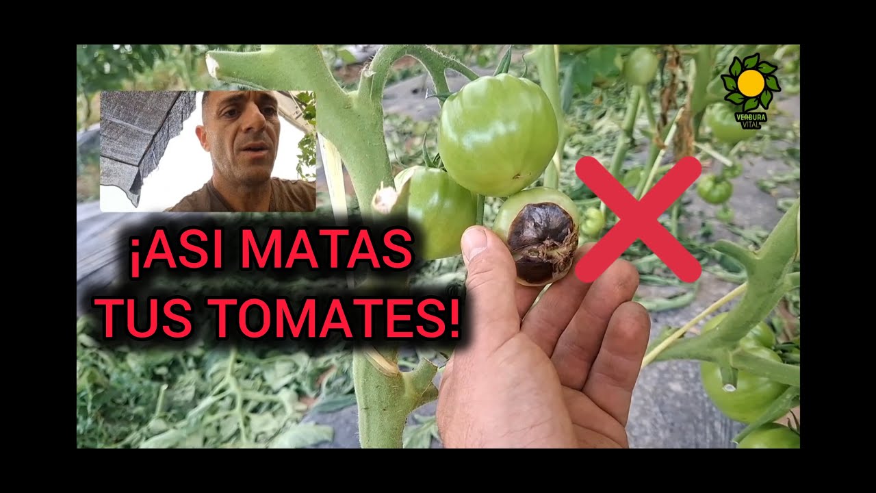 Errores m&aacute;s comunes en el cultivo del tomate en verano!! #tomate #huertaecol&oacute;gica #agriculture