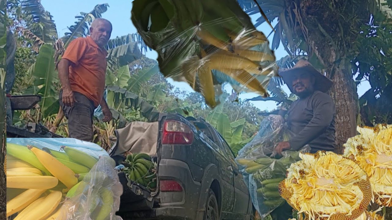 Iria perder tudo se não conhecesse logo colheita banana da terra 