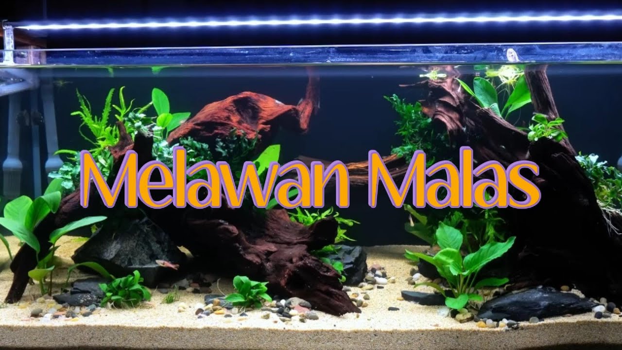 Transformasi Akuarium 90cm: Ekosistem Alami yang Super Estetik