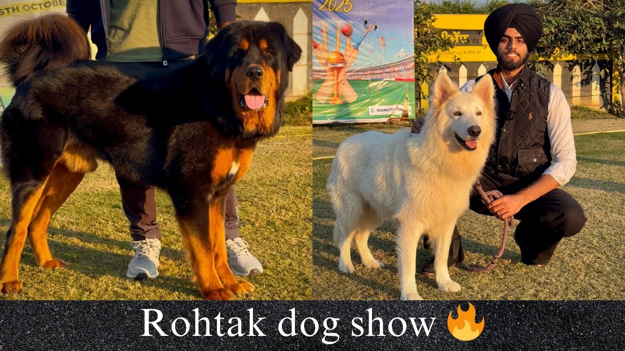 Dog show in Rohtak Haryana 2025 🔥 Puppy Market ‼️ White German Shepherd 🐕