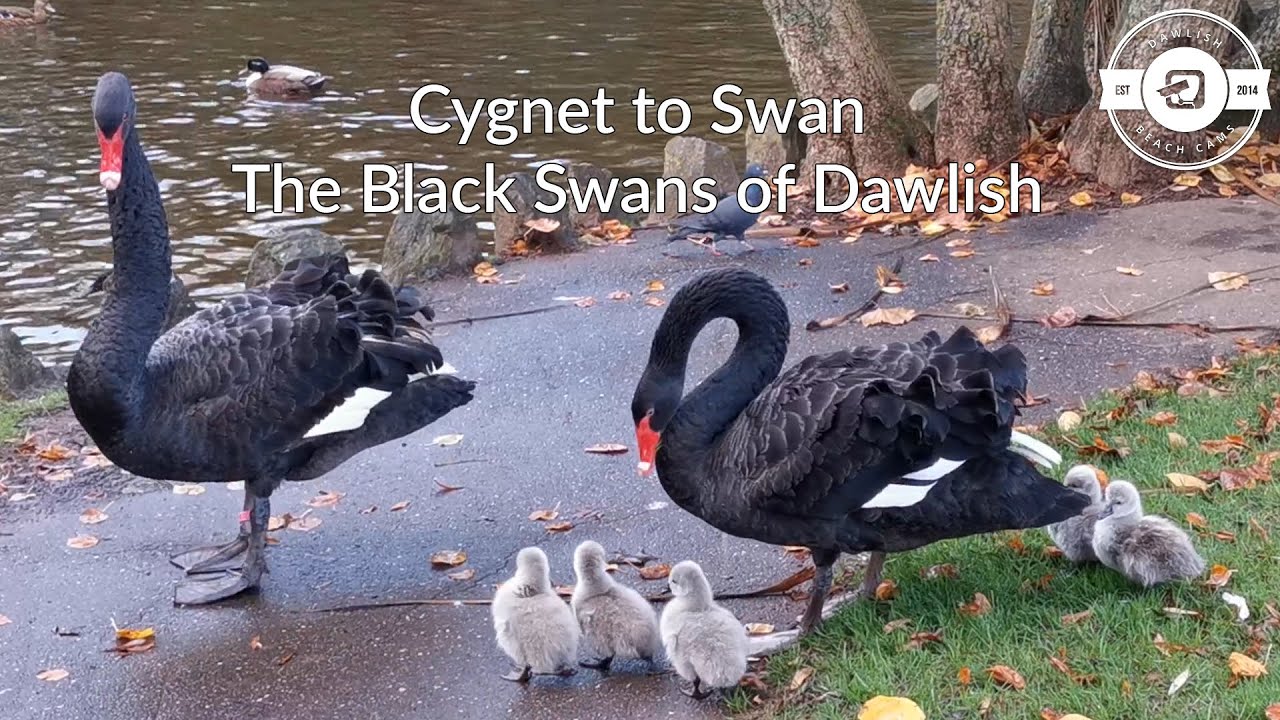 The Black Swans of Dawlish - Cygnet to Swan in Six Months