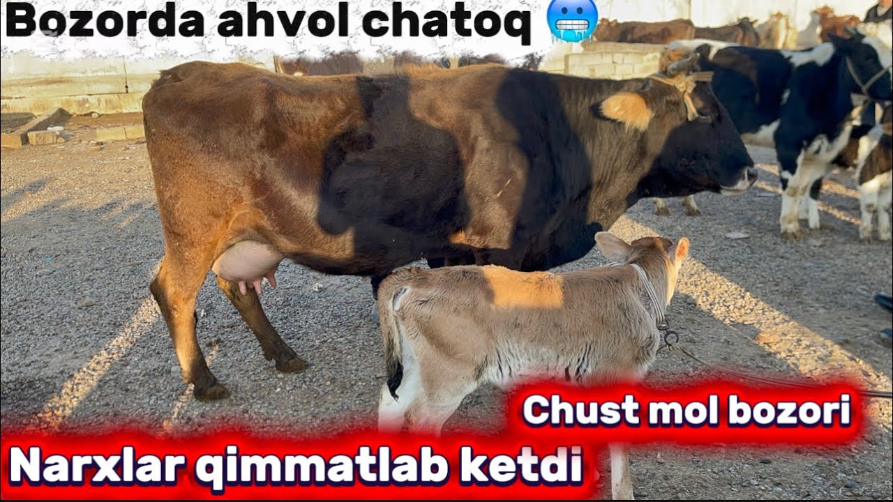 🛑Bozorda ahvol chatoq savdo yo’q Chust mol bozori ena bola sigirlar narxlari 01.02.2026