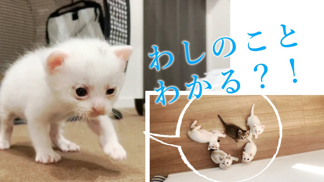 〈1期生ダイジェスト〉ミルボラはじめての子猫たち〈保護猫〉～Kitten growth record～