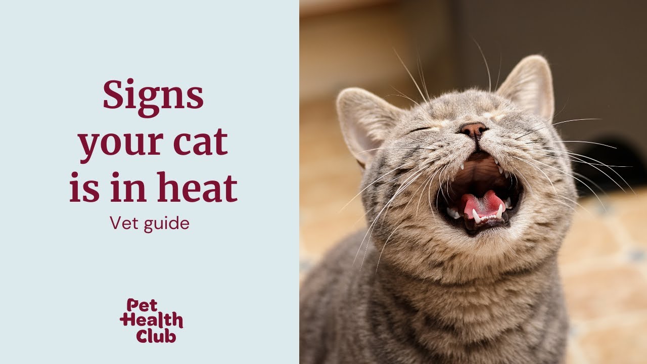 Signs your cat is in heat | Watch our vet guide