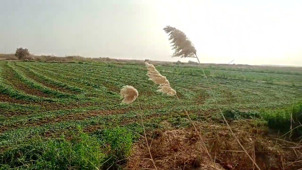 الوادي الجديد الفرافرة ٦ سنوات بدون دخل ٠١١٢٢٤٧٤١٨٩