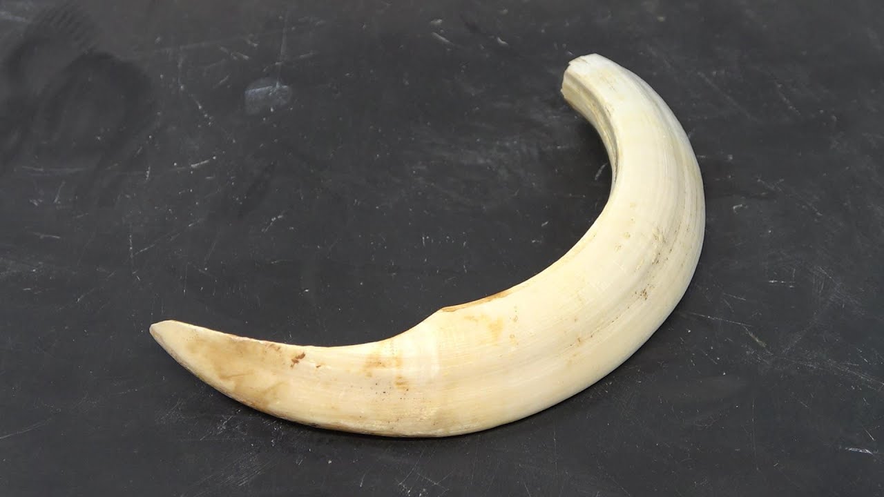 イノシシの歯磨き（牙）boar tusk