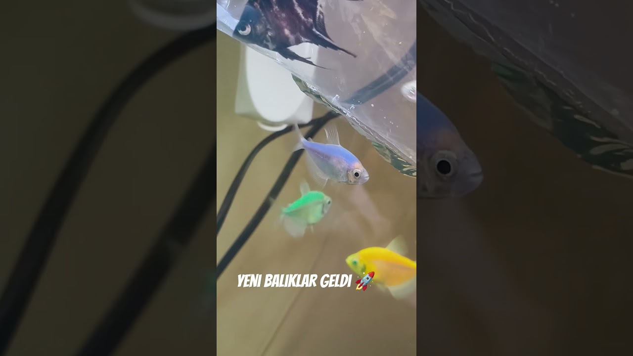 YENİ AKVARYUM BALIKLARI GELDİ ! 🐟 #akvaryum #aquarium #akvaryumbalıkları