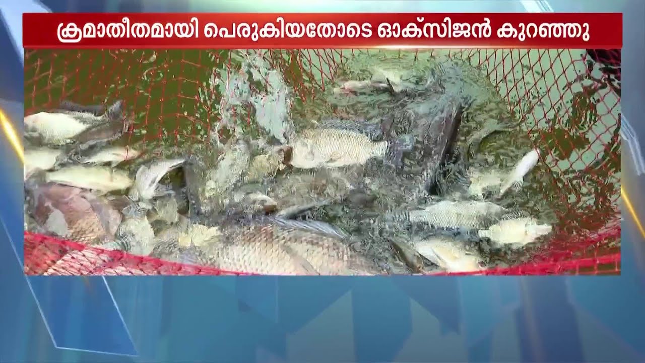 പത്മതീർത്ഥ കുളത്തിൽ പെറ്റുപെരുകി മത്സ്യങ്ങൾ; പത്മനാഭസ്വാമി ക്ഷേത്രത്തിലെ മീനുകളെ മാറ്റി