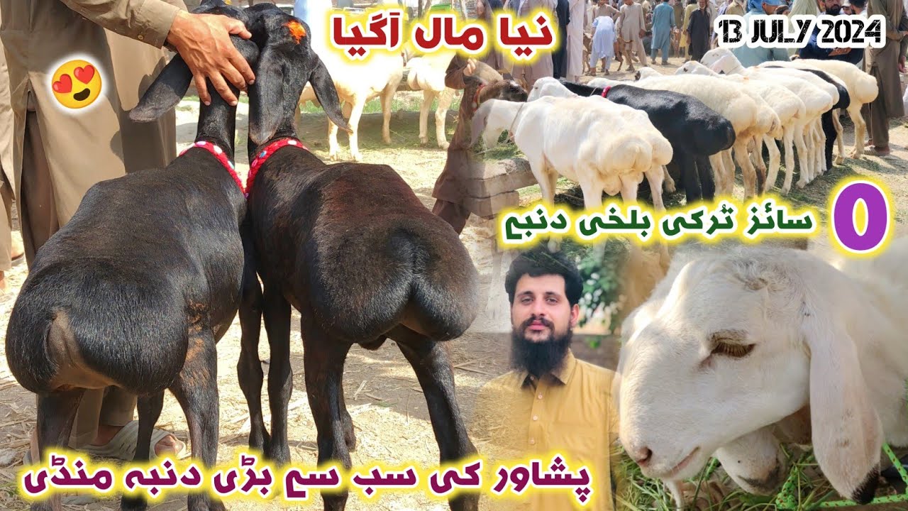 Dumba Mandi Peshawar New Updates 13/07/2024 | 0 Size Turkey Balkhi Sheep Prices | Izhar Ali Shah