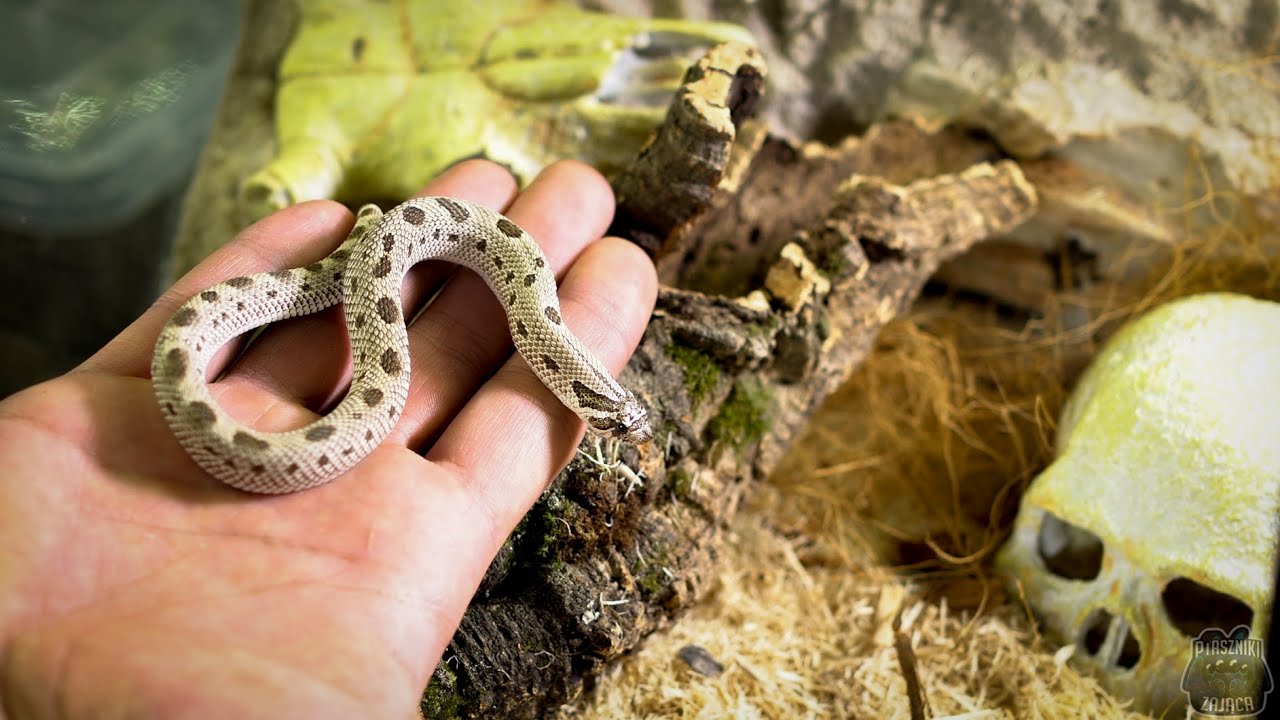 Aktualizacja Heterodona i paludarium Toke!