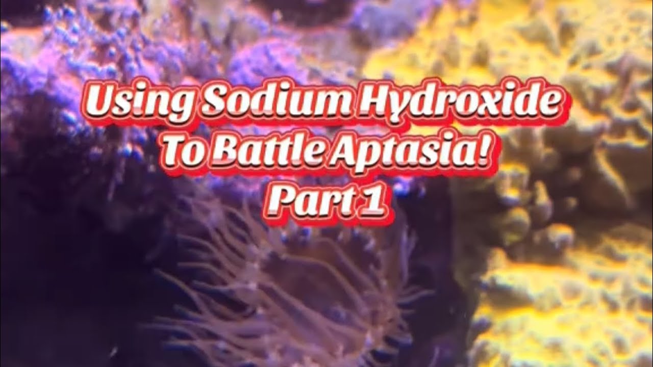 Aptasia? Use Sodium hydroxide!Part 1