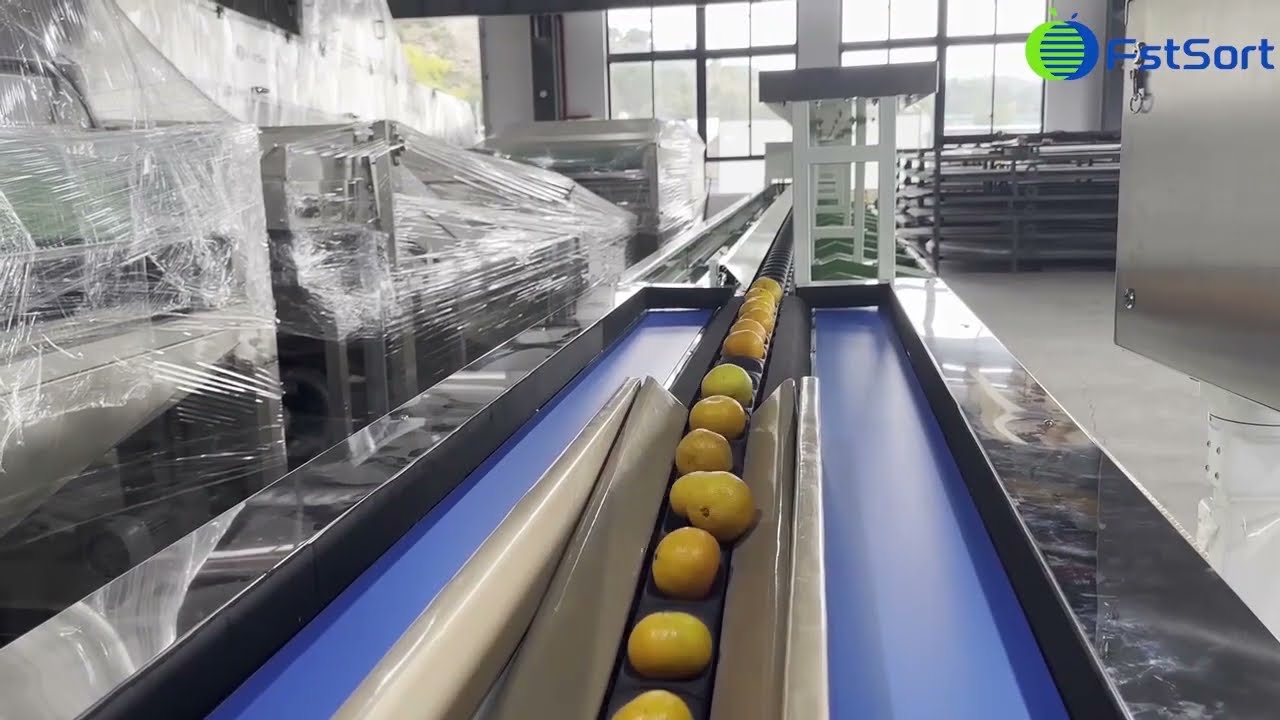 Máquina clasificadora de secado de limpieza de cítricos procesamiento de clasificación de naranja