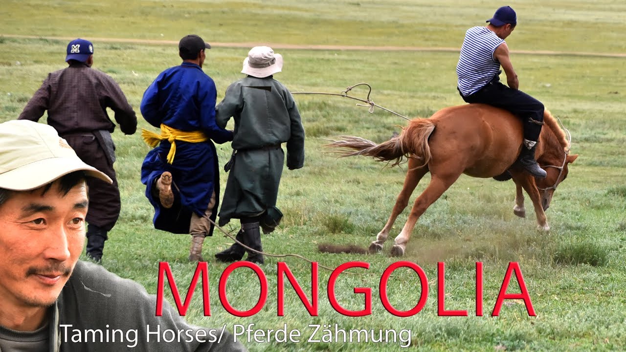 Taming Horses in Mongolia, Pferde Zähmung, Rodeo im Orkhon Tal  - MONGOLEI