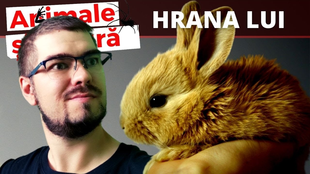 Vrei sa ai un iepure sanatos? - Hraneste-l corect!