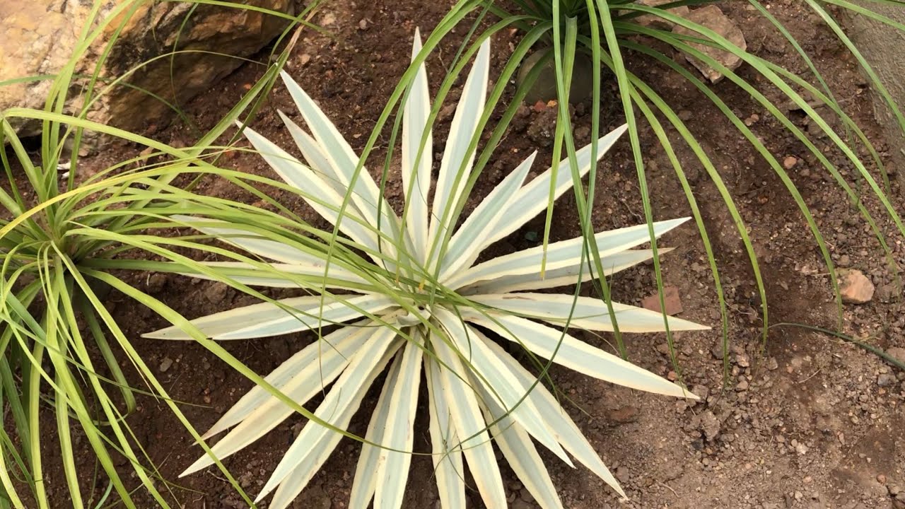 Coleção de plantas ornamentais parte 1
