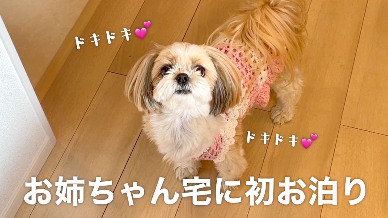 【初めてのお泊まり】ななちゃんが大好きなお姉ちゃんのお家へ…🏚️