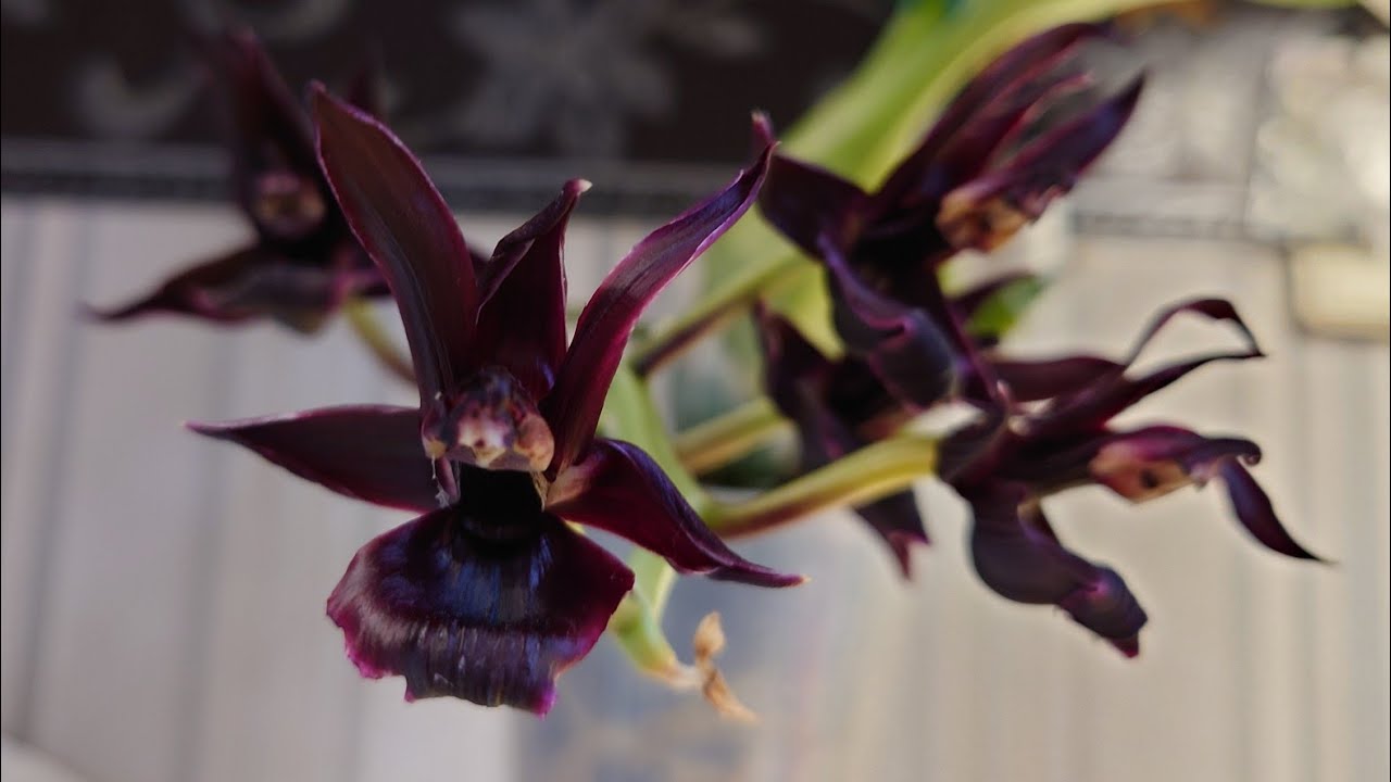 Por fin puedo ver una floración de mi monnierara millennium magic 'witchcraft'