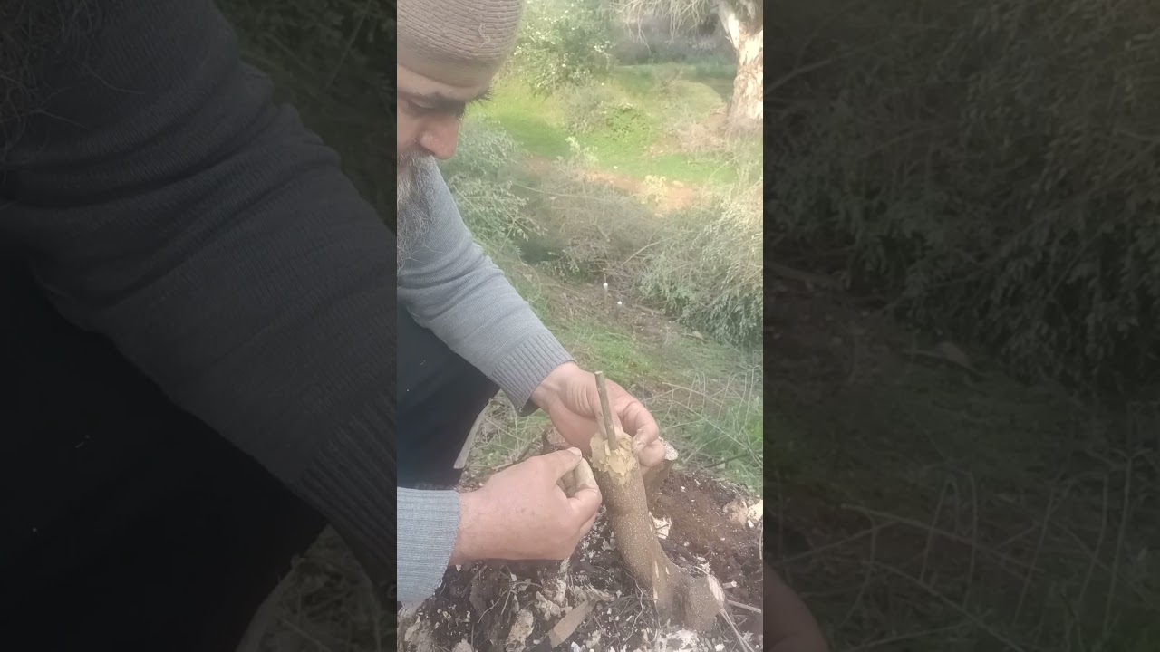 عملية تطعيم الزيتون