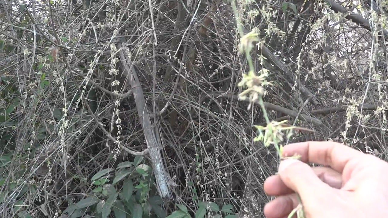 BAMBOO RICE