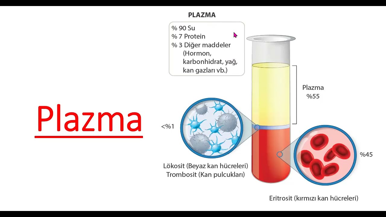 KANIN YAPISI  PLAZMA VE KAN HÜCRELERİ #kan #kanplazması #kanhücreleri #plazma
