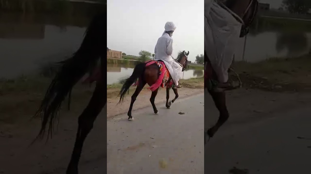 Style of single footer horses #balochihorses #sindhihorses #pakistan #singlefooter