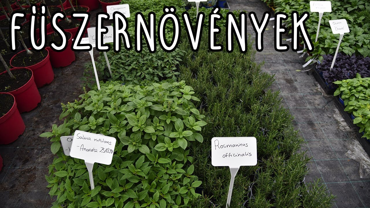 Fűszernövények - Megyeri Szabolcs Kertészete