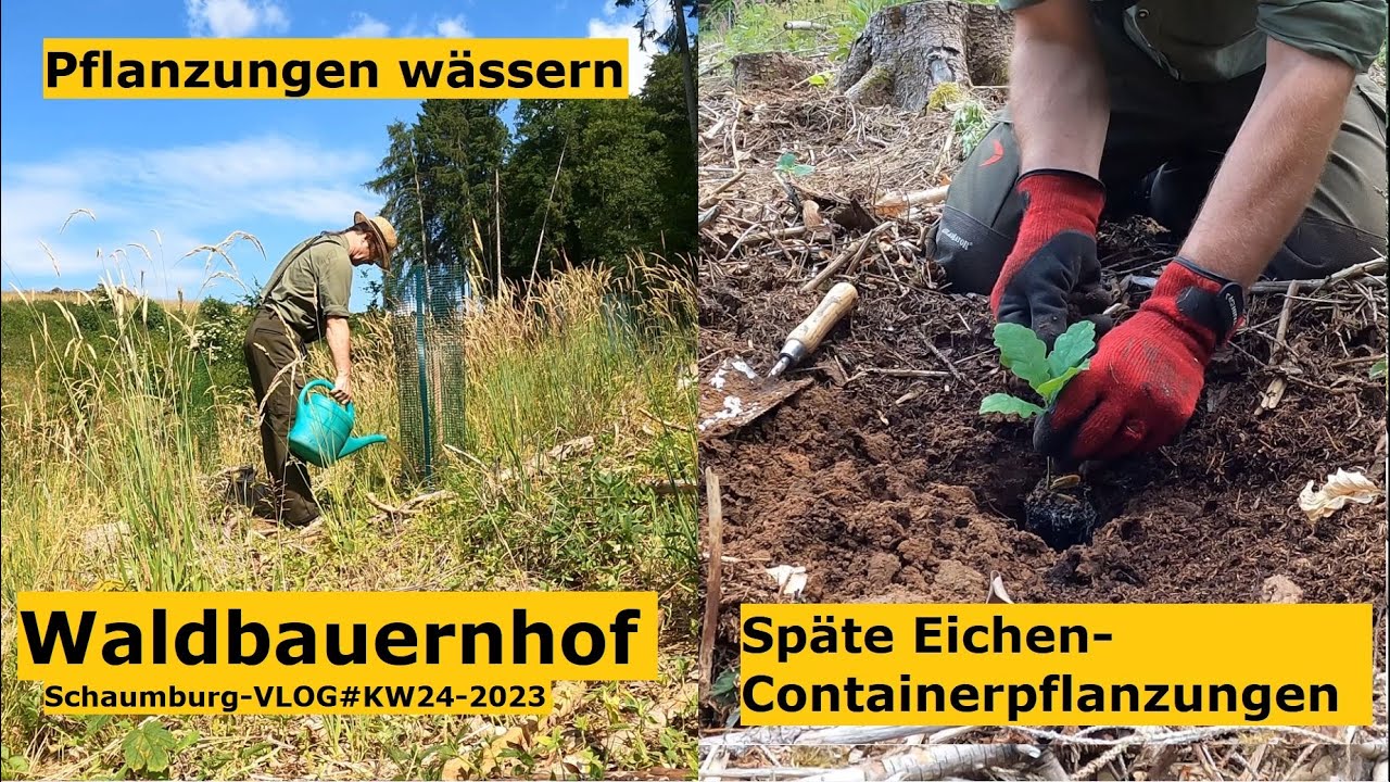 Waldbauerbericht: Pflanzung Eiche und Wässern der Pflanzungen, Brennholz aufbereiten