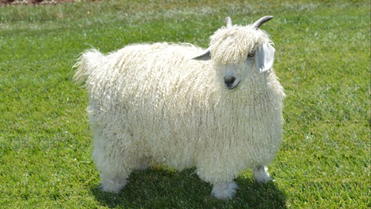 Angora Goats | The Original Mohair Suit