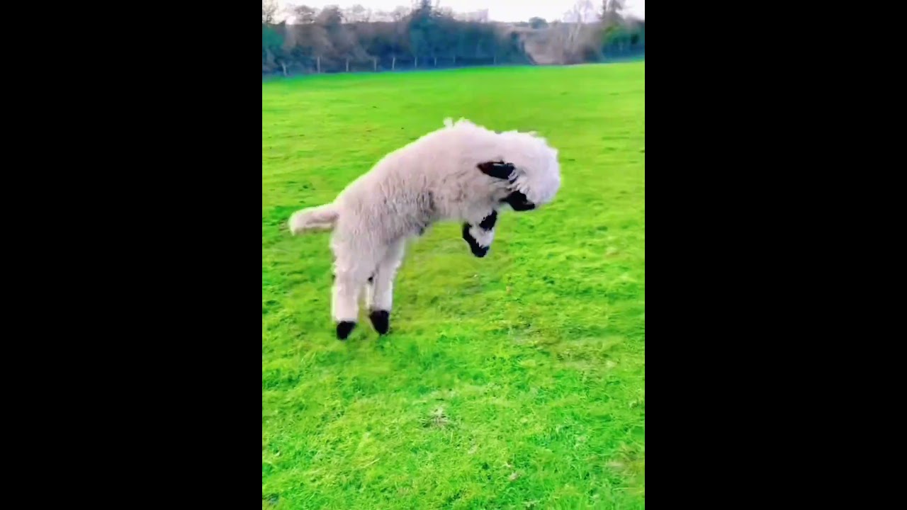 Bounce = Joy  The Secret Formula of Happy Goats! 100% Scientific 🧪 #cutefarmanimal #animals