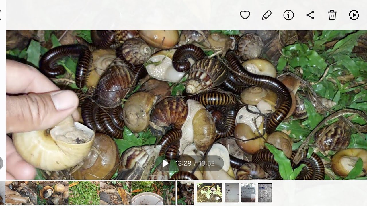 At night there are many snails and a millipedes come out to find food#millipedes#snails#insect#