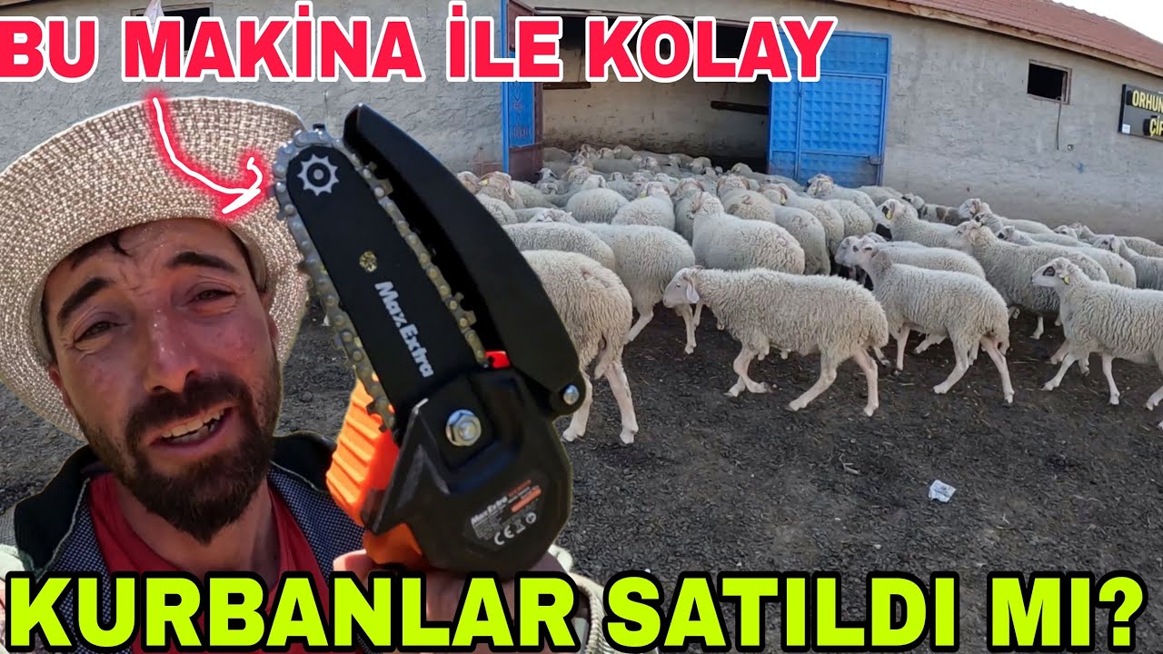 KURBANLARIN DURUMU! SATILDI MI ?CANAVAR MİNİ TESTERE~EMEKTARA BAKIM~NİYAZİ NİN PİSTON PATLAMIŞ!!
