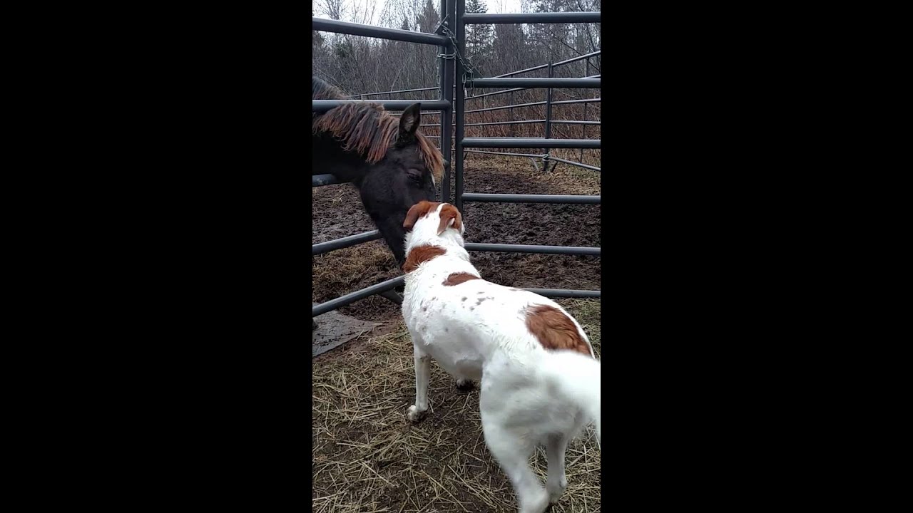 More Spirit (horse) grooming Katie (dog)