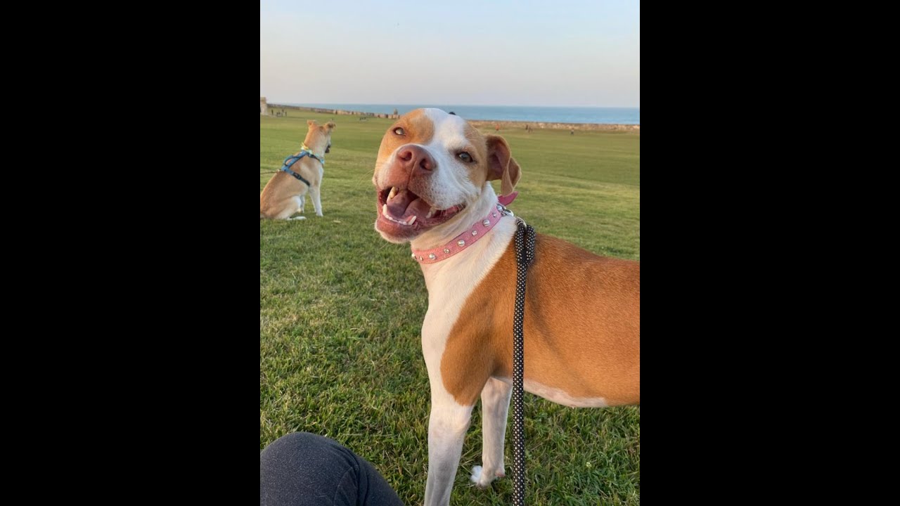 Meet Ally! The mixed Pittie