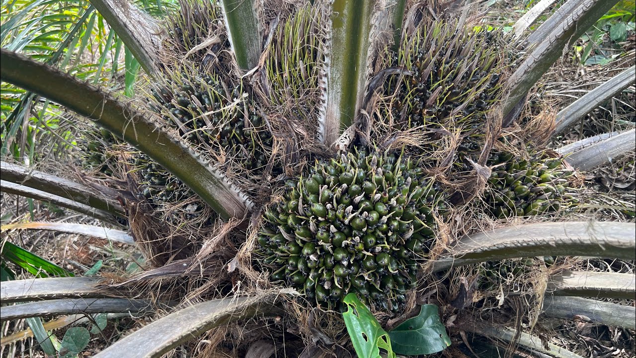 Asd bakrie spring umur 33bulan, bibit unggul kelapa sawit