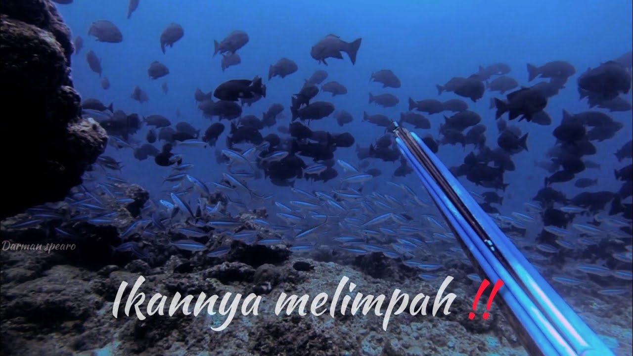 di sini sarang ikan‼️|| ikan yang melimpah di selatan pulau seram Maluku || spearfishing Indonesia
