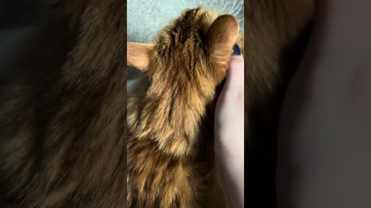 ASMR Scratching a Cat