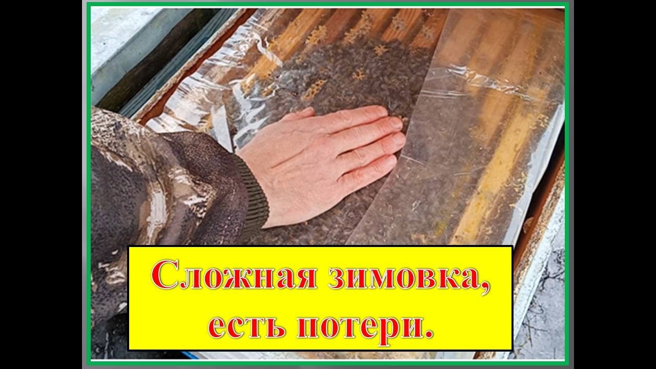 Первая ревизия пчелосемей в 2026 году.