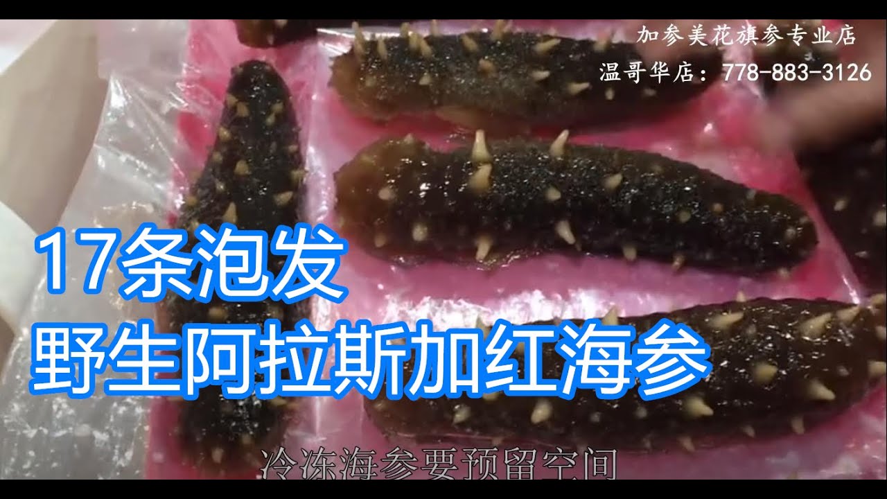 17条版野生阿拉斯加红海参泡发—【Maybel话你知】17 sea cucumber soaking method