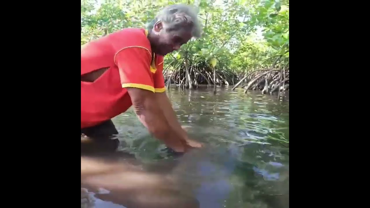 Pasang bubu kepiting di air pasang dapat kepiting nya besar besar sudah masuk harga juat tinggi