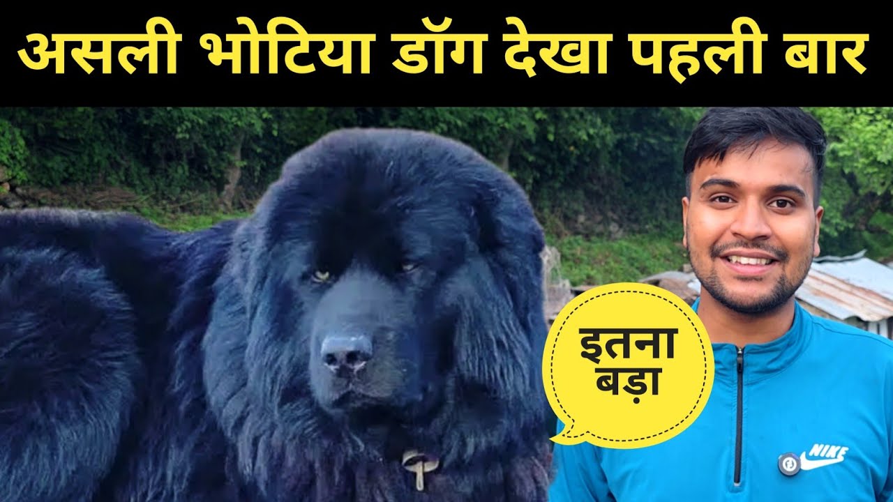  असली भोटिया डॉग मिलते है यहाँ || bhotia dog uttrakhand 