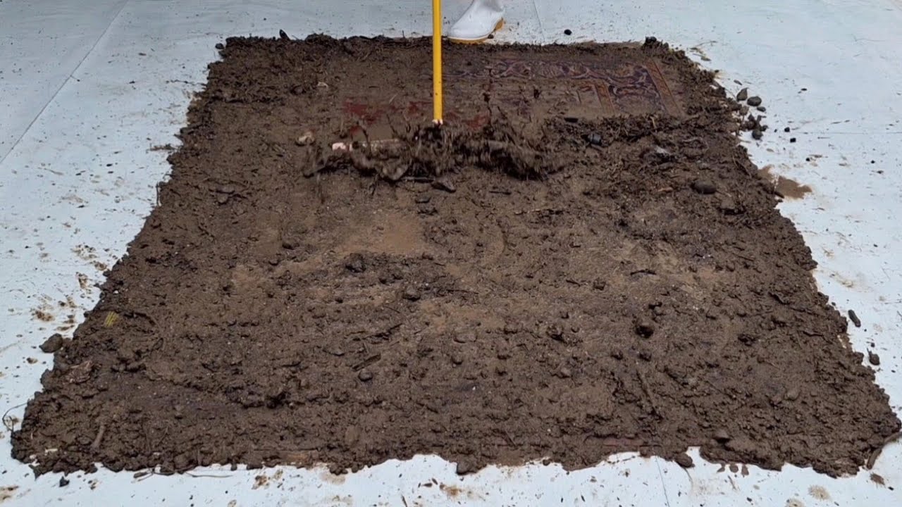 The Easiest Way to Clean a Muddy Carpet at Home — Using Only Your Hands - carpet cleaning master