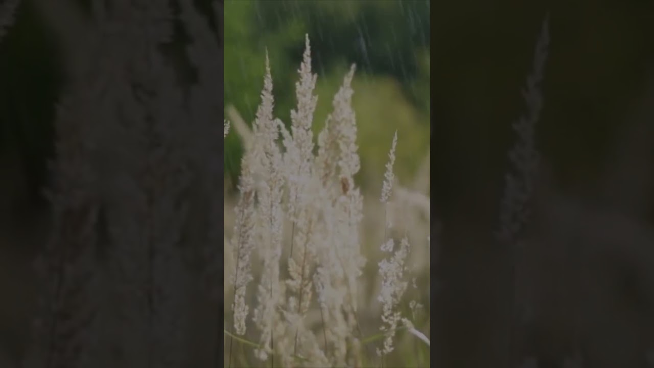 Golden Fields of Peace | Relaxing Rural Scenery 