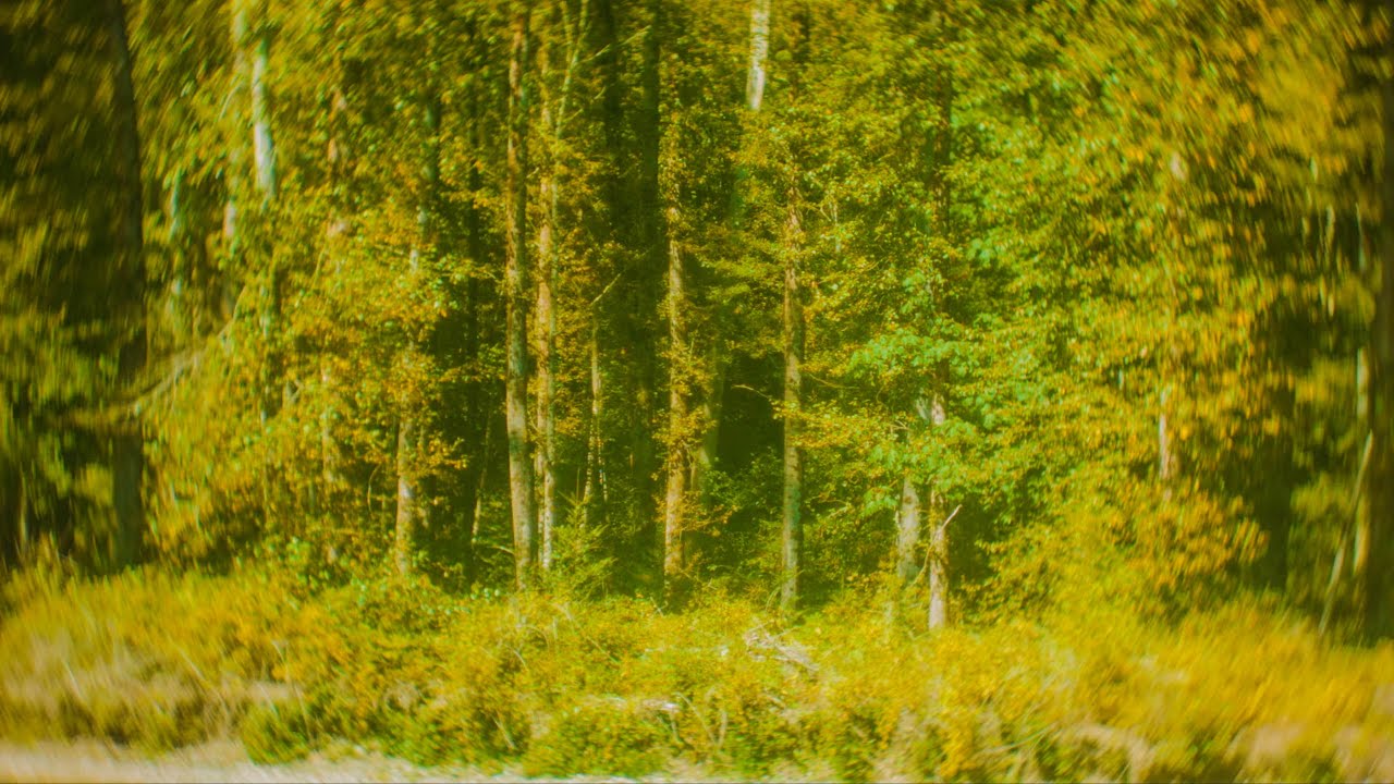 4K Summer Forest Nature Sounds | Wind in Trees & Birds Chirping ASMR (No Music)