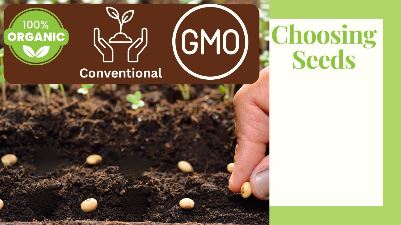 Органические и обычные семена: как выбрать для своего сада